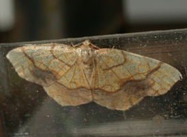 Horned Spanworm